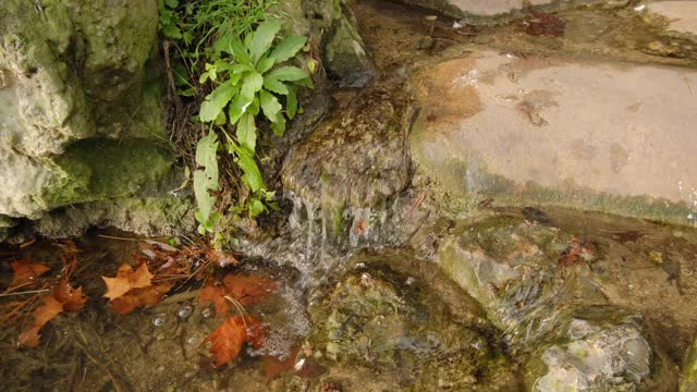 小河里流淌着透明的水，石头和植物，枯叶在底部视频下载