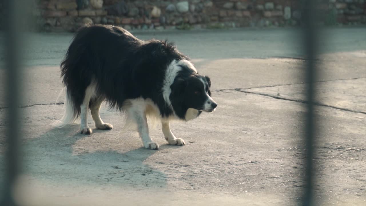 博德牧羊犬在慢镜头中逃跑视频素材