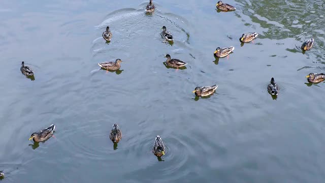 水面上的鸭子。视频素材