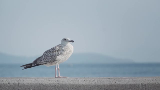 白海鸥站在水泥墙上，在碧海蓝天前，好奇地四处张望视频素材