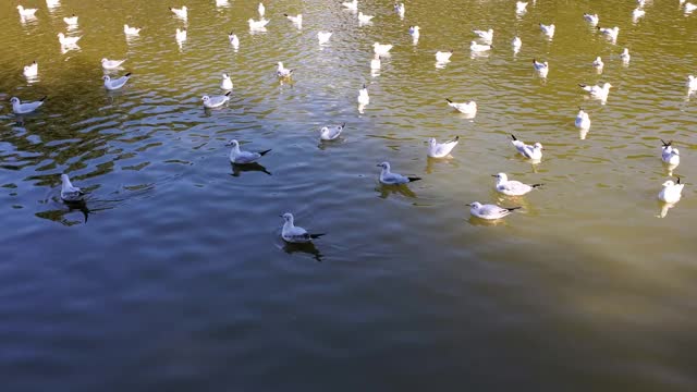 在阳光明媚的日子里，海鸥在池塘的绿水里游泳视频素材