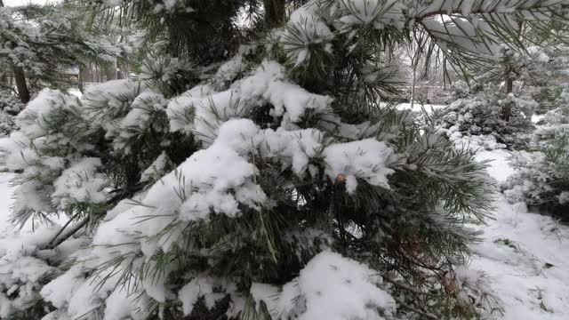 公园里的第一场雪过后，年轻的松树的树枝上布满了雪。视频素材