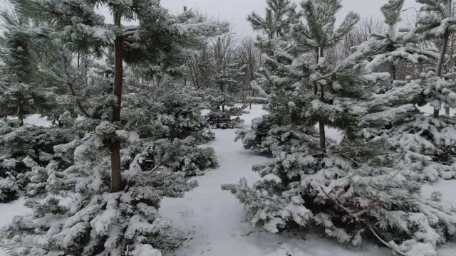 公园里的第一场雪过后，年轻的松树的树枝上布满了雪。视频素材