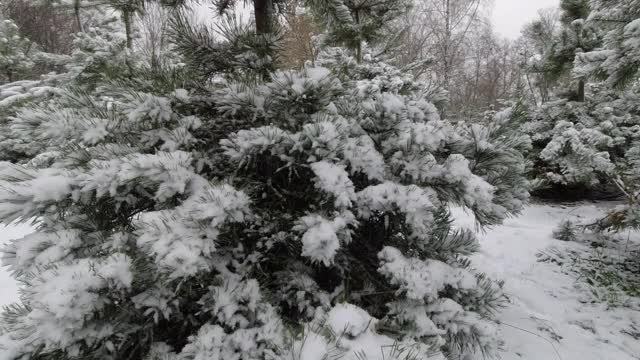 公园里的第一场雪过后，年轻的松树的树枝上布满了雪。视频素材