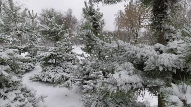 公园里的第一场雪过后，年轻的松树的树枝上布满了雪。视频素材