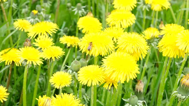 在黄色蒲公英上采集花蜜的蜜蜂视频素材
