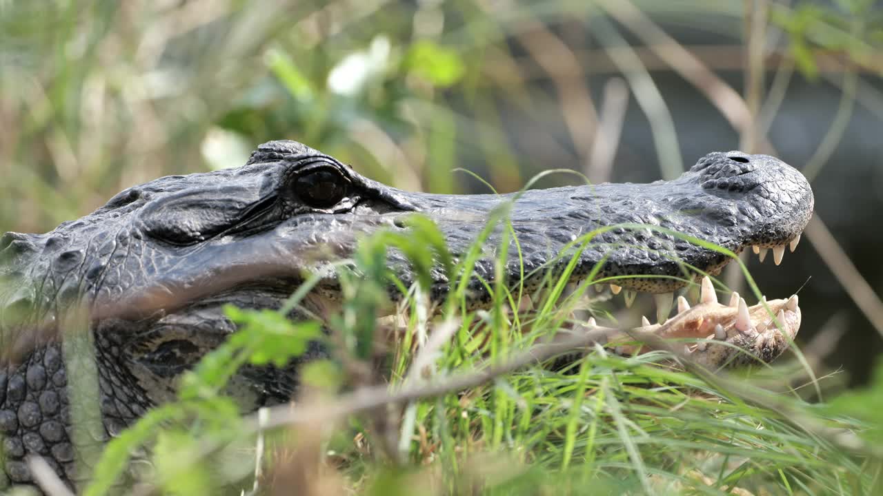 鳄鱼:佛罗里达大沼泽地国家公园视频素材