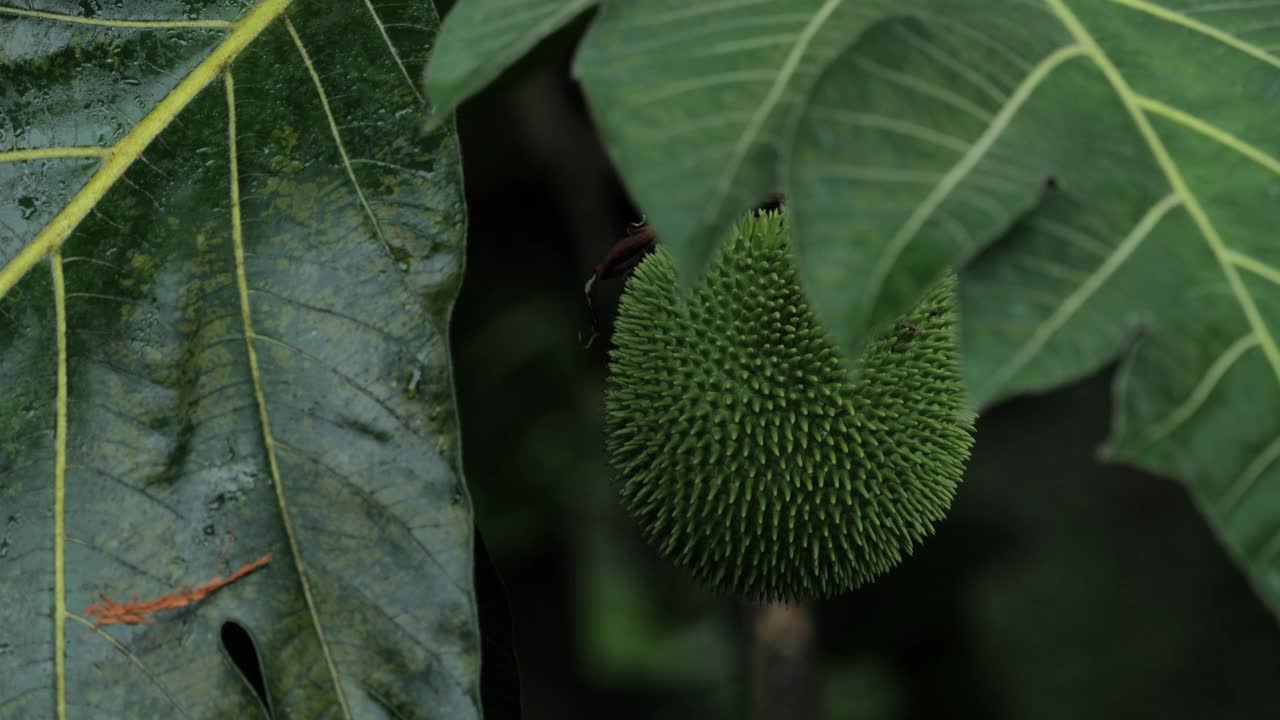 面包果树:哥斯达黎加视频素材