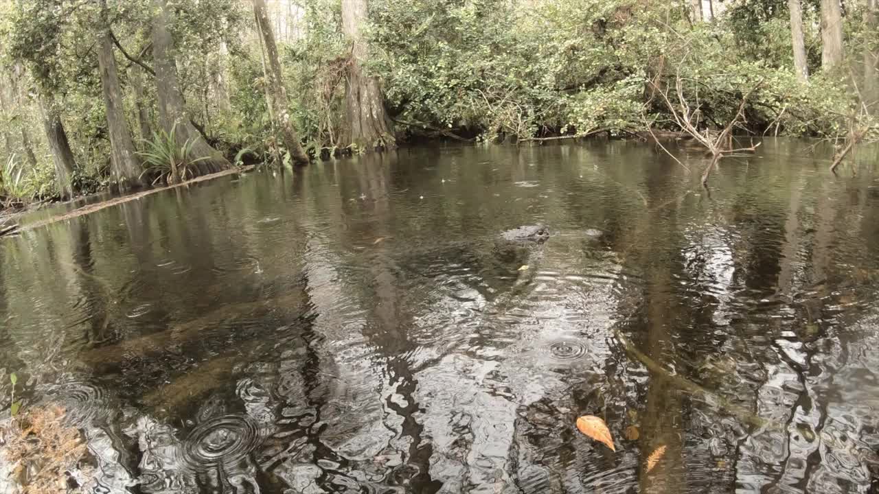 鳄鱼:佛罗里达大沼泽地国家公园视频素材