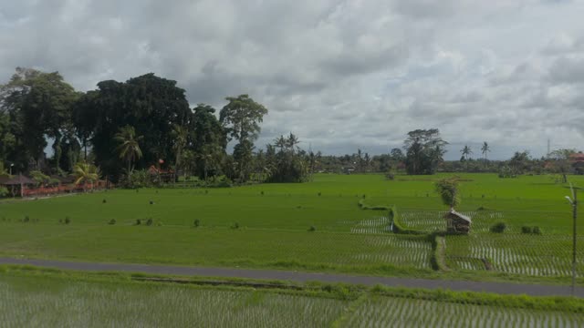 在巴厘岛居民区附近的种植园里，上升的空中摄影车拍摄了大片稻田和郁郁葱葱的绿色作物。稻田里笔直的图案视频素材