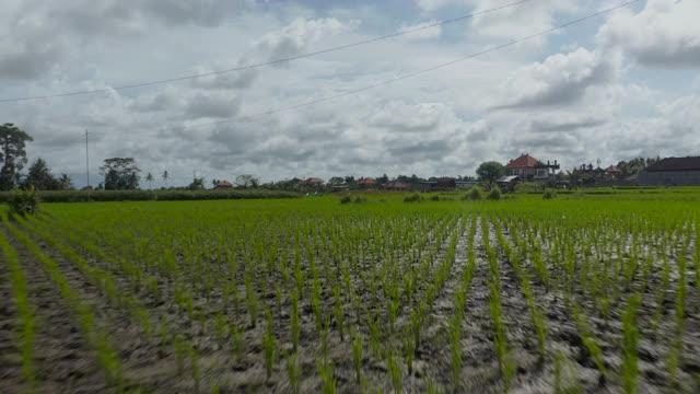 低空摄影拍摄的灌溉稻田和农民在种植园附近的住宅在印度尼西亚巴厘岛的作物视频素材