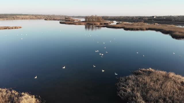 无人机在河口上空飞行。河岸上有干芦苇。视频下载