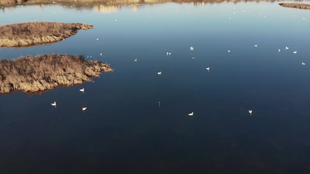 无人机在河口上空飞行。河岸上有干草。视频素材