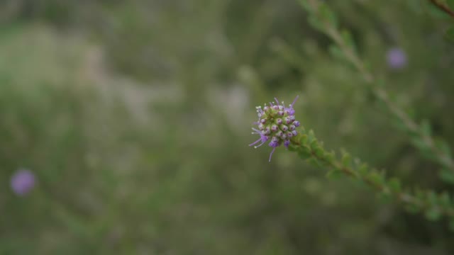 植物特写视频素材