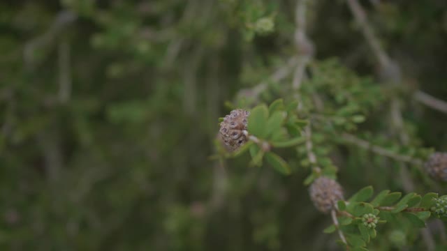 植物特写视频素材