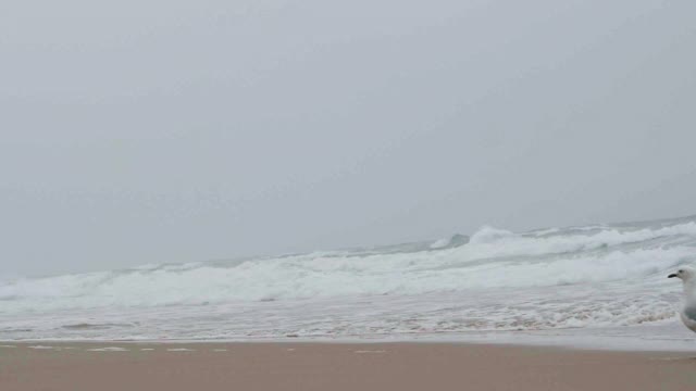 海鸥在海滩上散步视频素材