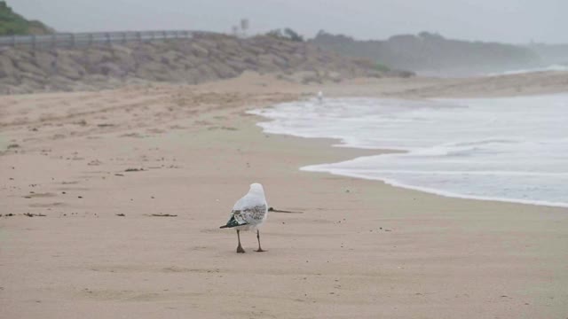 海鸥在海滩上散步视频素材