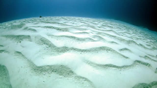 海底砂质海床视频素材