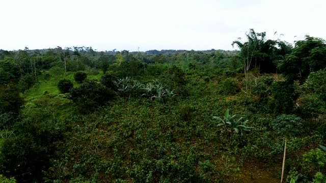 鸟瞰可可种植园，热带雨林视频素材