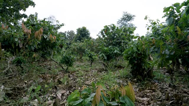 鸟瞰可可种植园，热带雨林视频素材