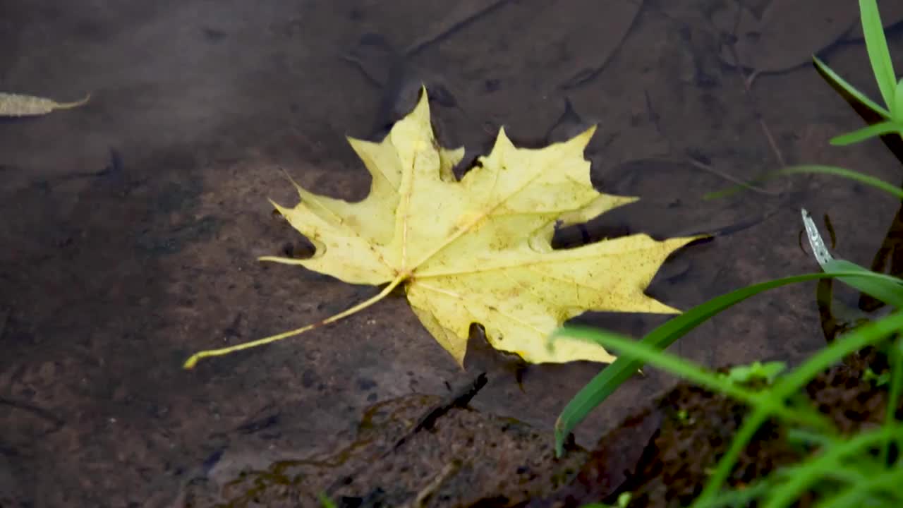 枫叶落在江水里视频素材