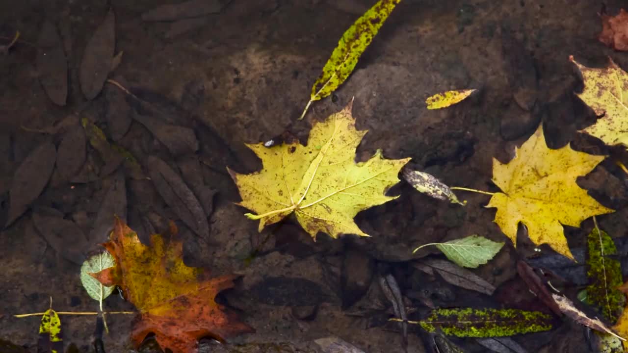 枫叶落在江水里视频素材