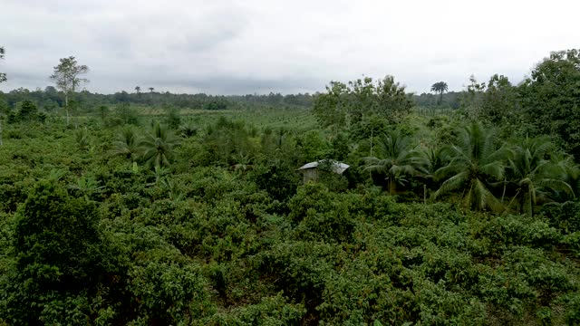 鸟瞰可可种植园，热带雨林视频素材