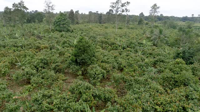 鸟瞰可可种植园，热带雨林视频素材