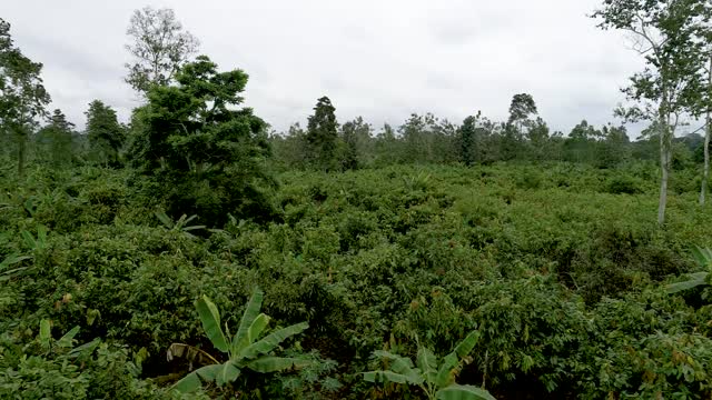 鸟瞰可可种植园，热带雨林视频素材