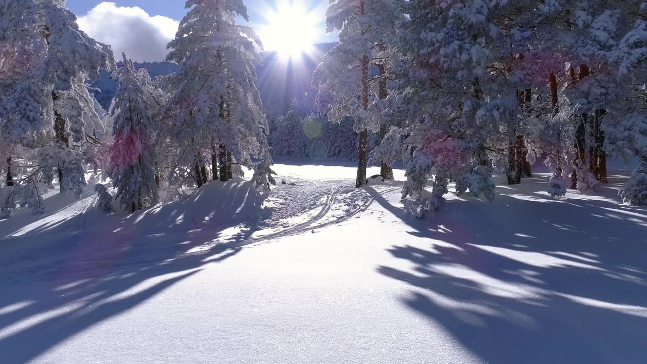 下雪的森林视频下载