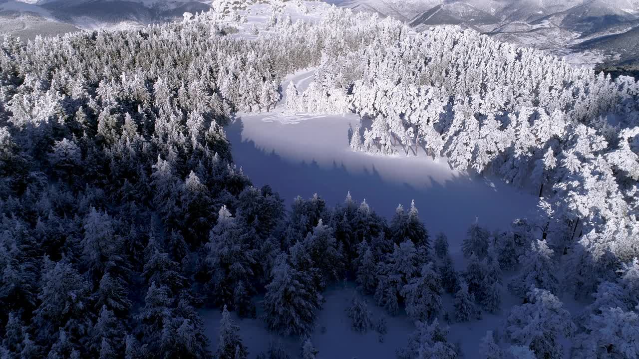 下雪的森林视频素材