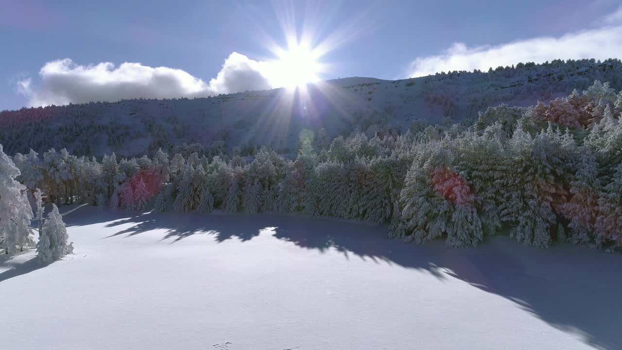 下雪的森林视频素材