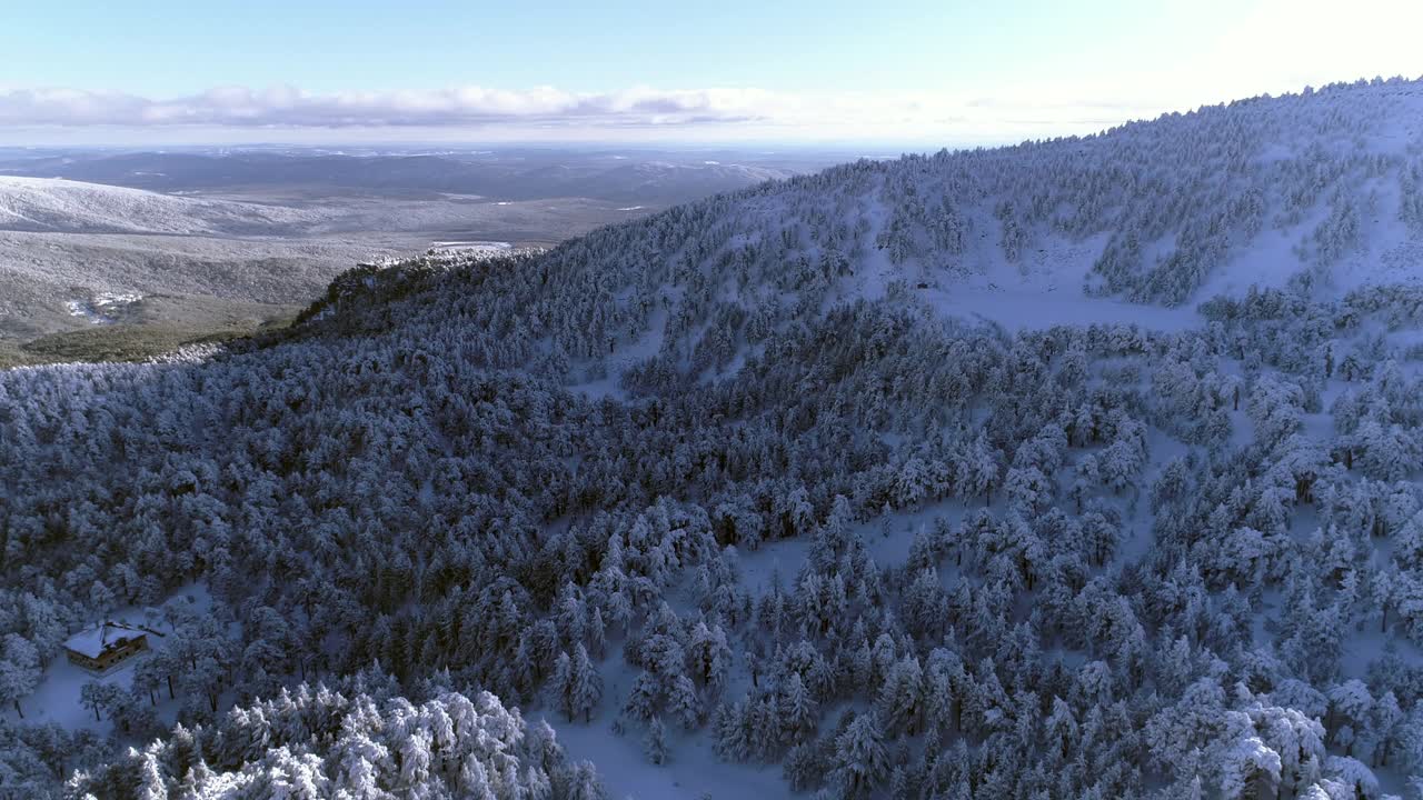 下雪的森林视频素材