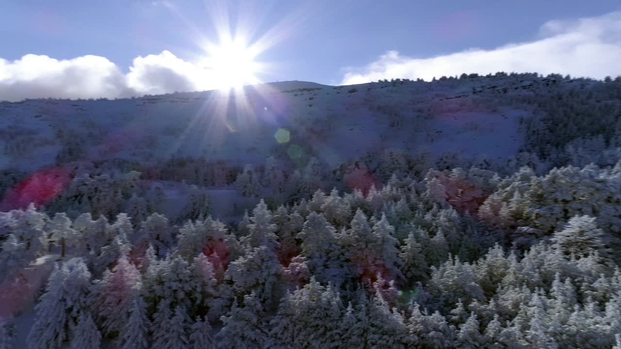 下雪的森林视频下载