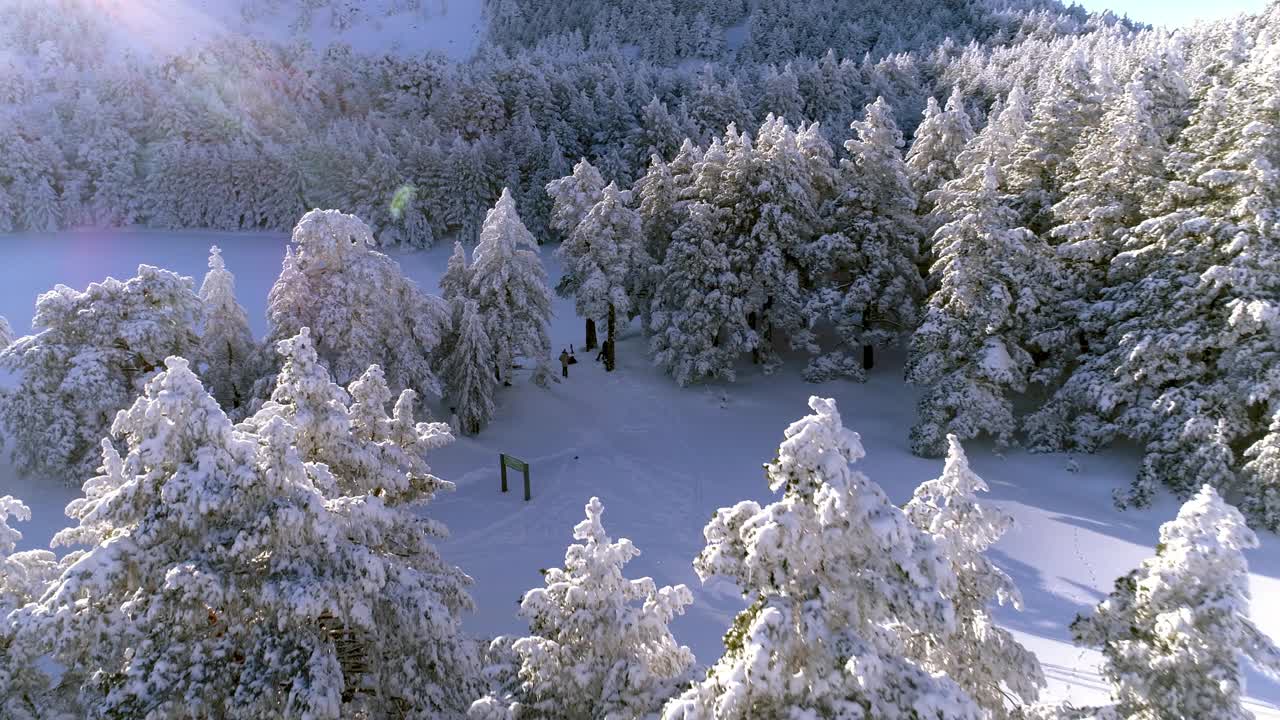 下雪的森林视频下载