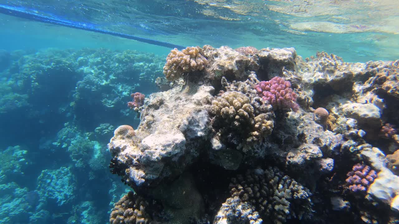 热带鱼海洋生物珊瑚礁。视频素材