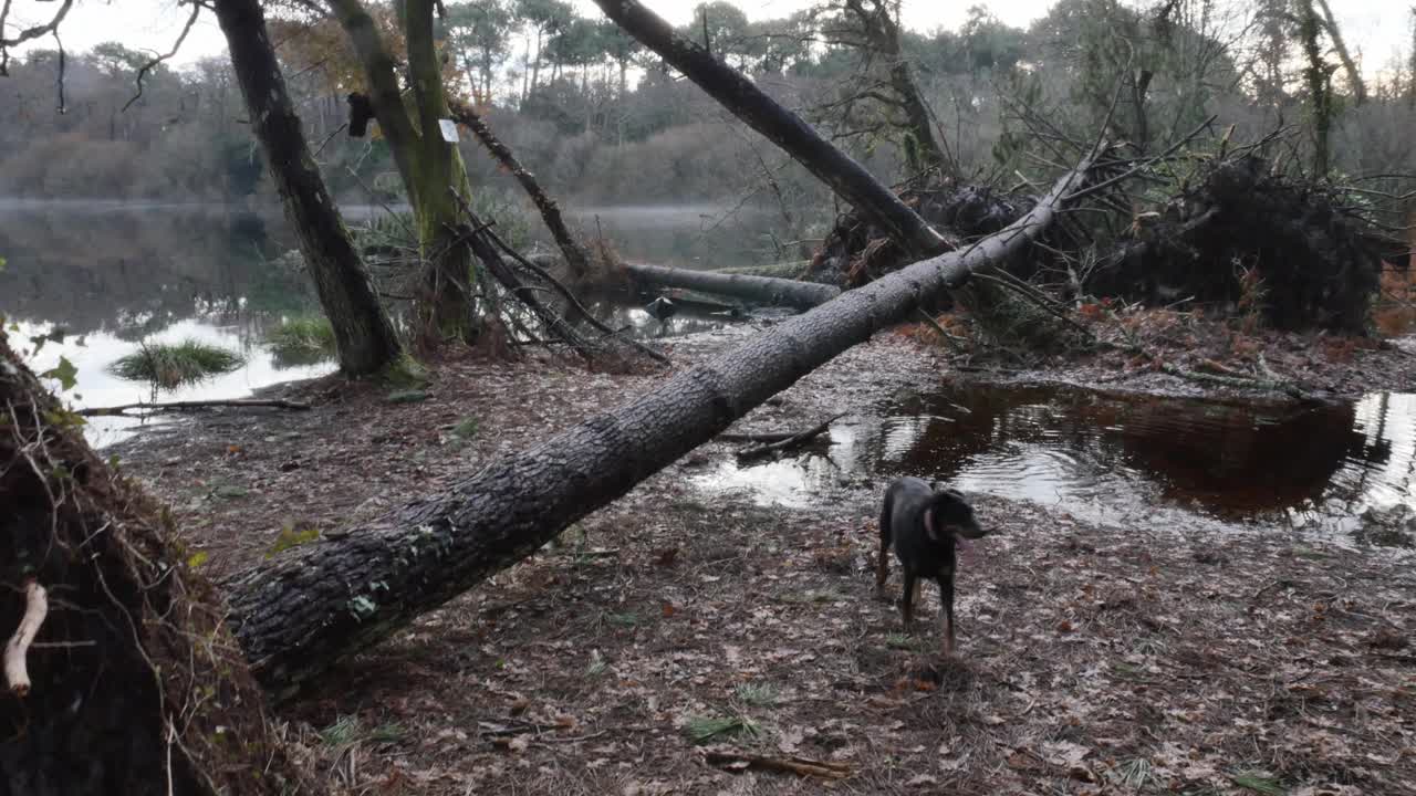 松树被暴风雨连根拔起视频素材