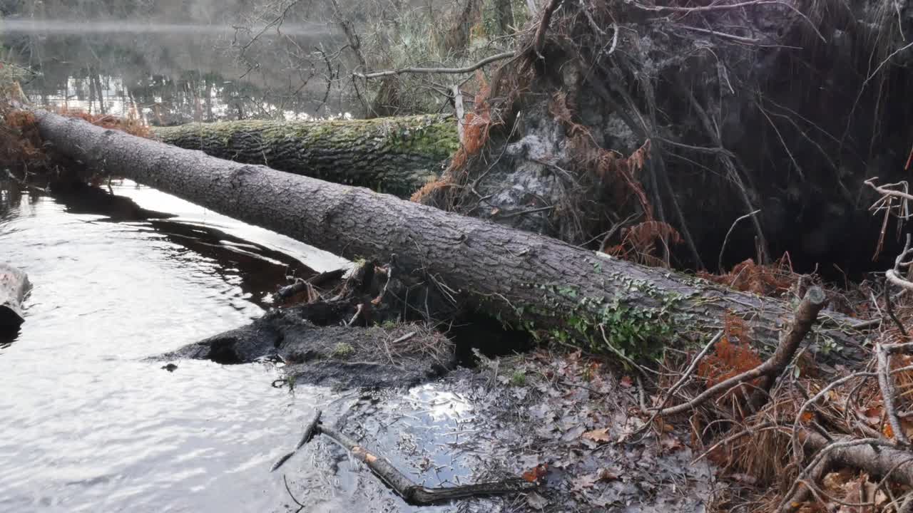 松树被暴风雨连根拔起视频素材