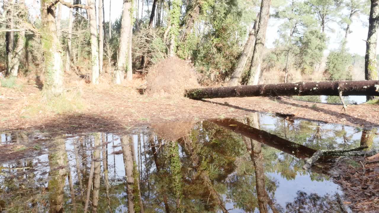 松树被暴风雨连根拔起视频素材