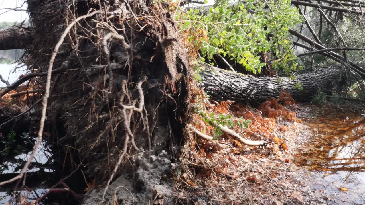 松树被暴风雨连根拔起视频素材