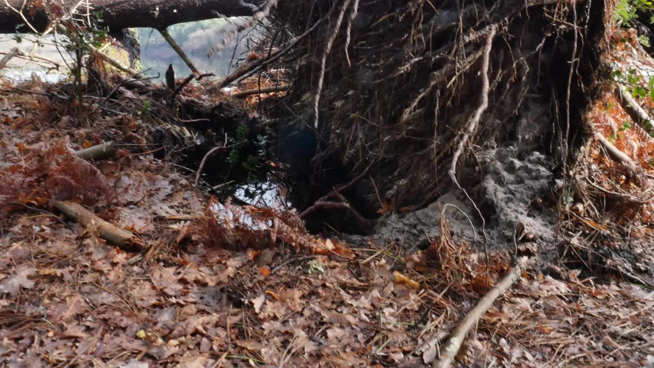 松树被暴风雨连根拔起视频素材