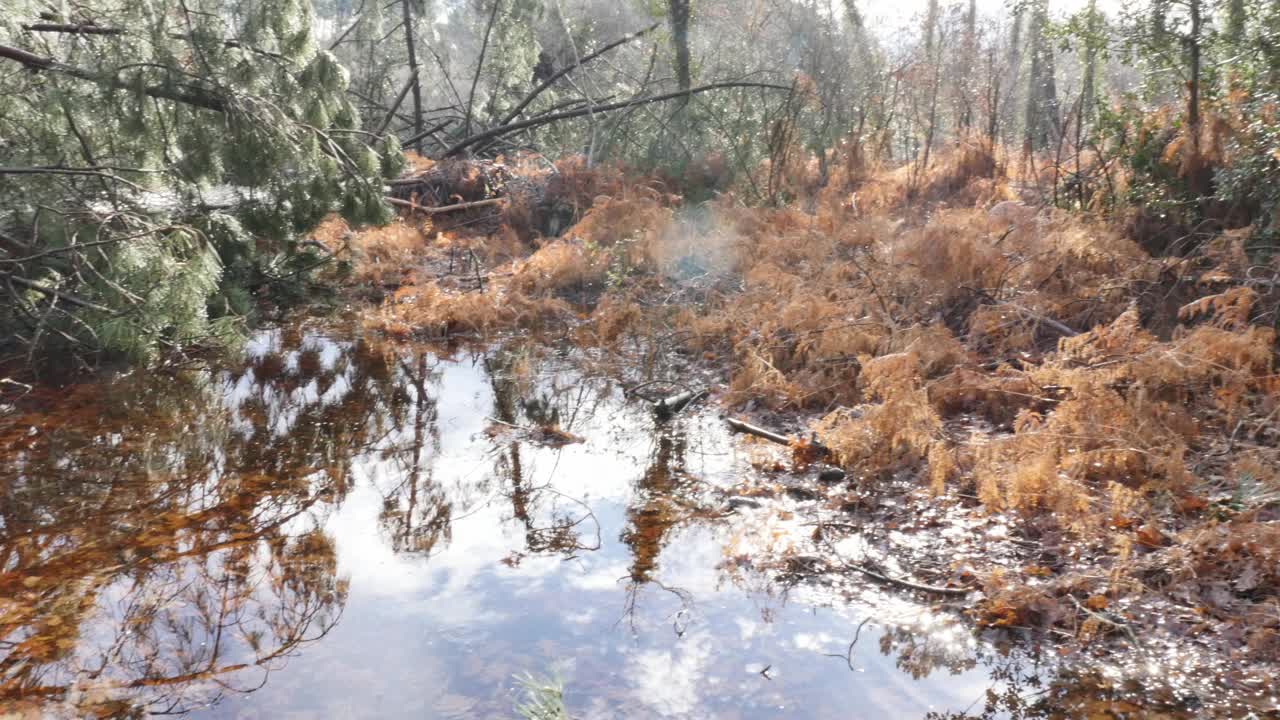 松树被暴风雨连根拔起视频素材