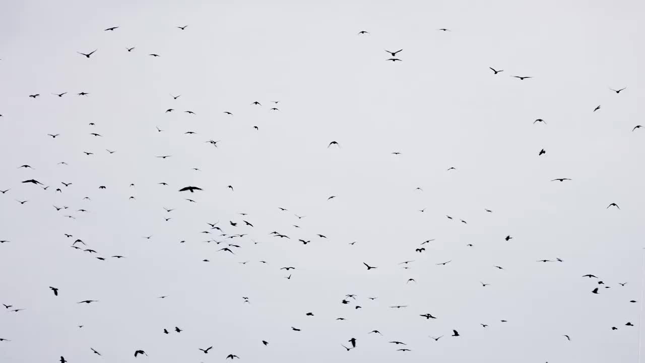 以不完全的队形飞行的乌鸦群。慢镜头，鸟儿排成队形飞行。成群迁徙的大鸟。大鸟群视频素材