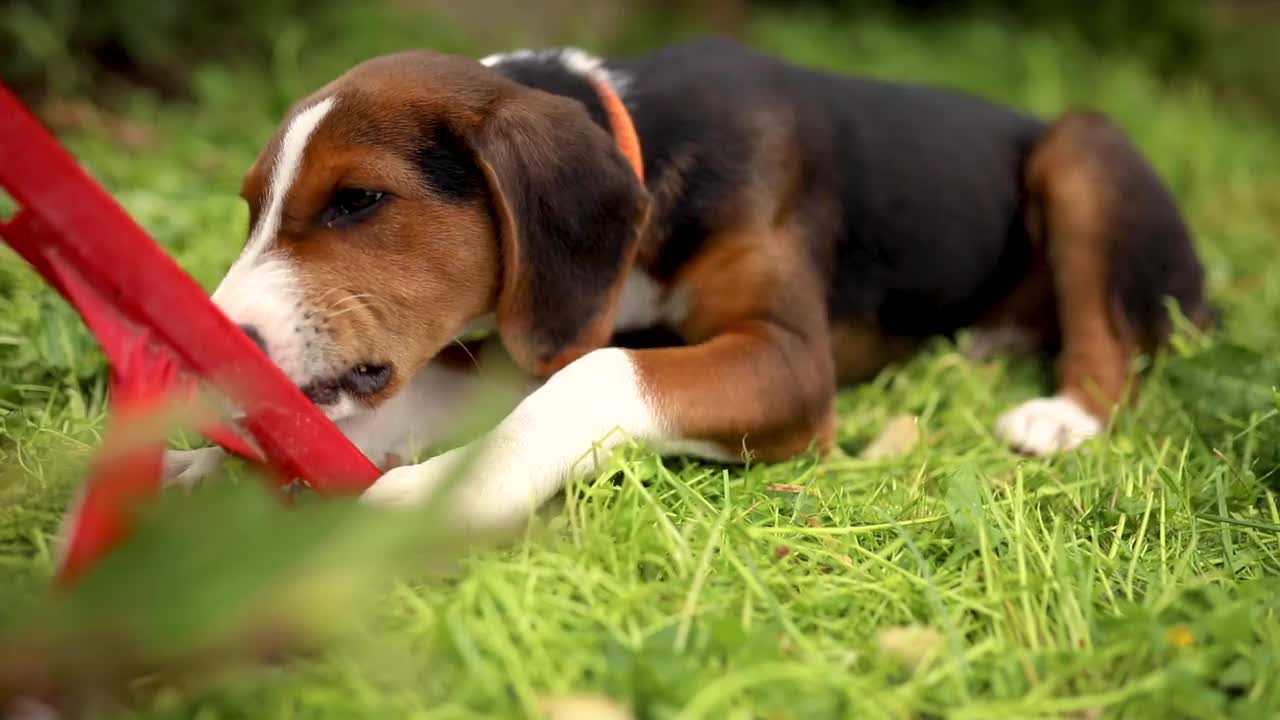 可爱的猎犬，躺在草地上，咬他的红色木制玩具视频素材