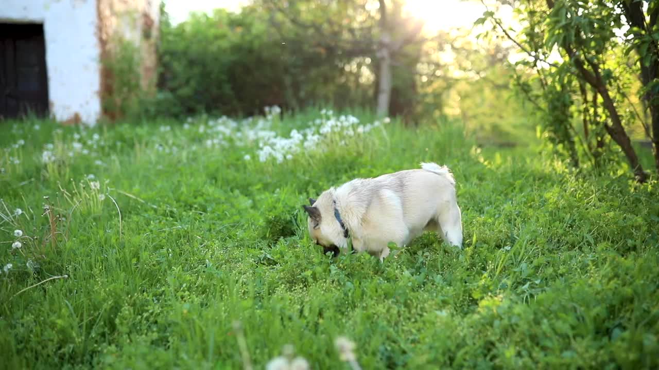 爱玩的猎犬和混血哈巴狗在草地上玩耍视频素材