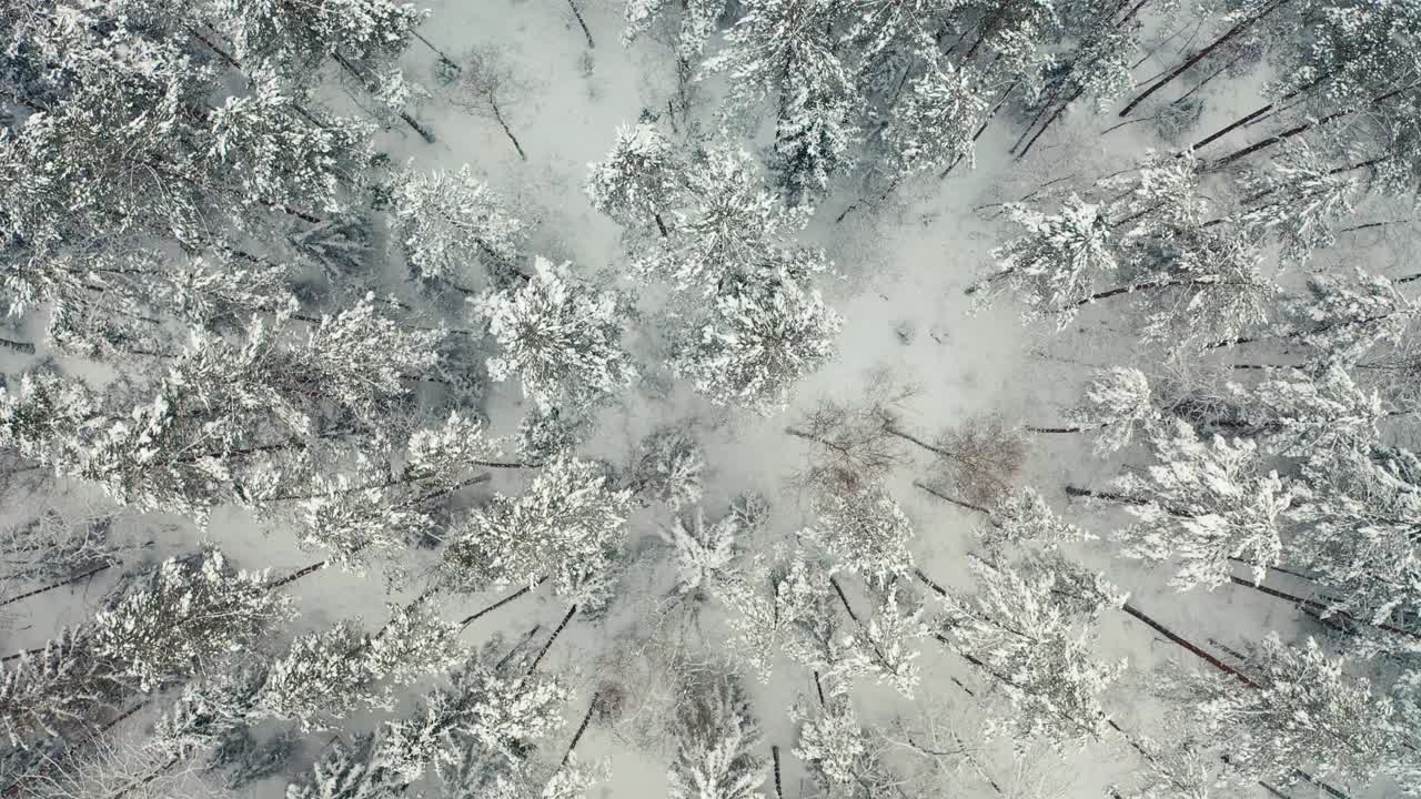 鸟瞰图冰冻森林与积雪覆盖的树木在冬天。飞越芬兰冬季森林，俯视图。视频素材