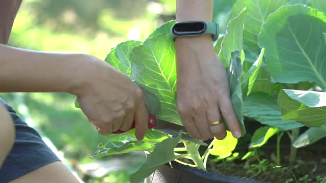 SLO MO手用剪刀在花园里剪甘蓝叶视频素材