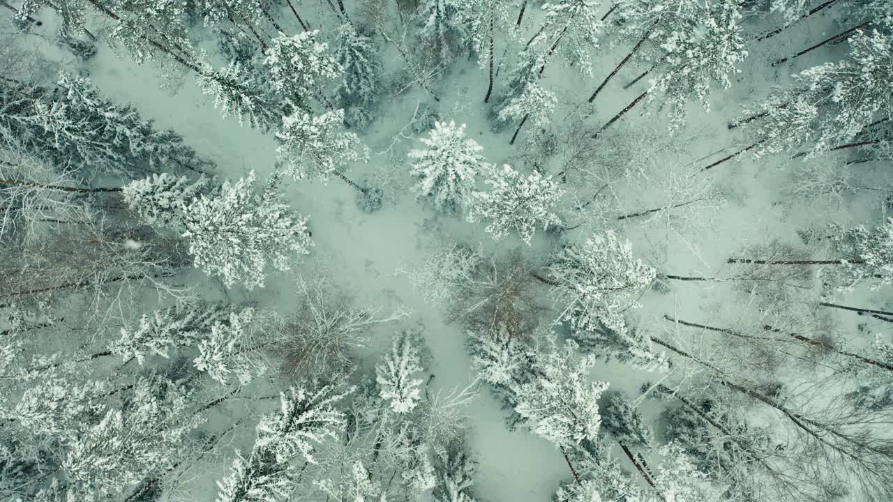 鸟瞰图冰冻森林与积雪覆盖的树木在冬天。飞越芬兰冬季森林，俯视图。视频素材