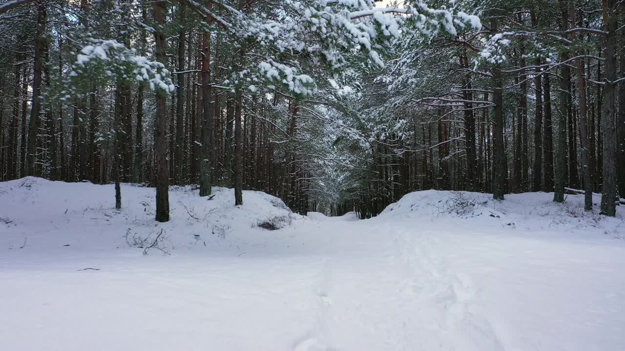 冬天的风景。在森林里的道路上行驶，树与雪之间。视频素材