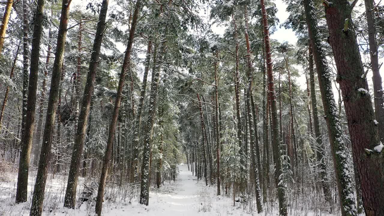 冬天的风景。路在白雪皑皑的森林里，树与树之间，在下雪的时候。视频素材